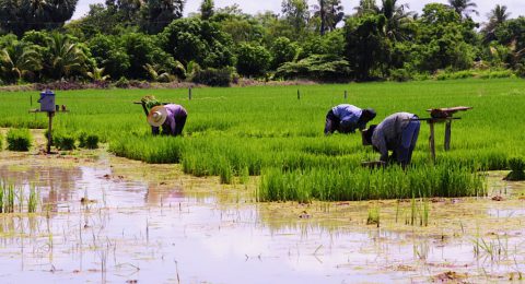 Thai-Farmers-1024x566